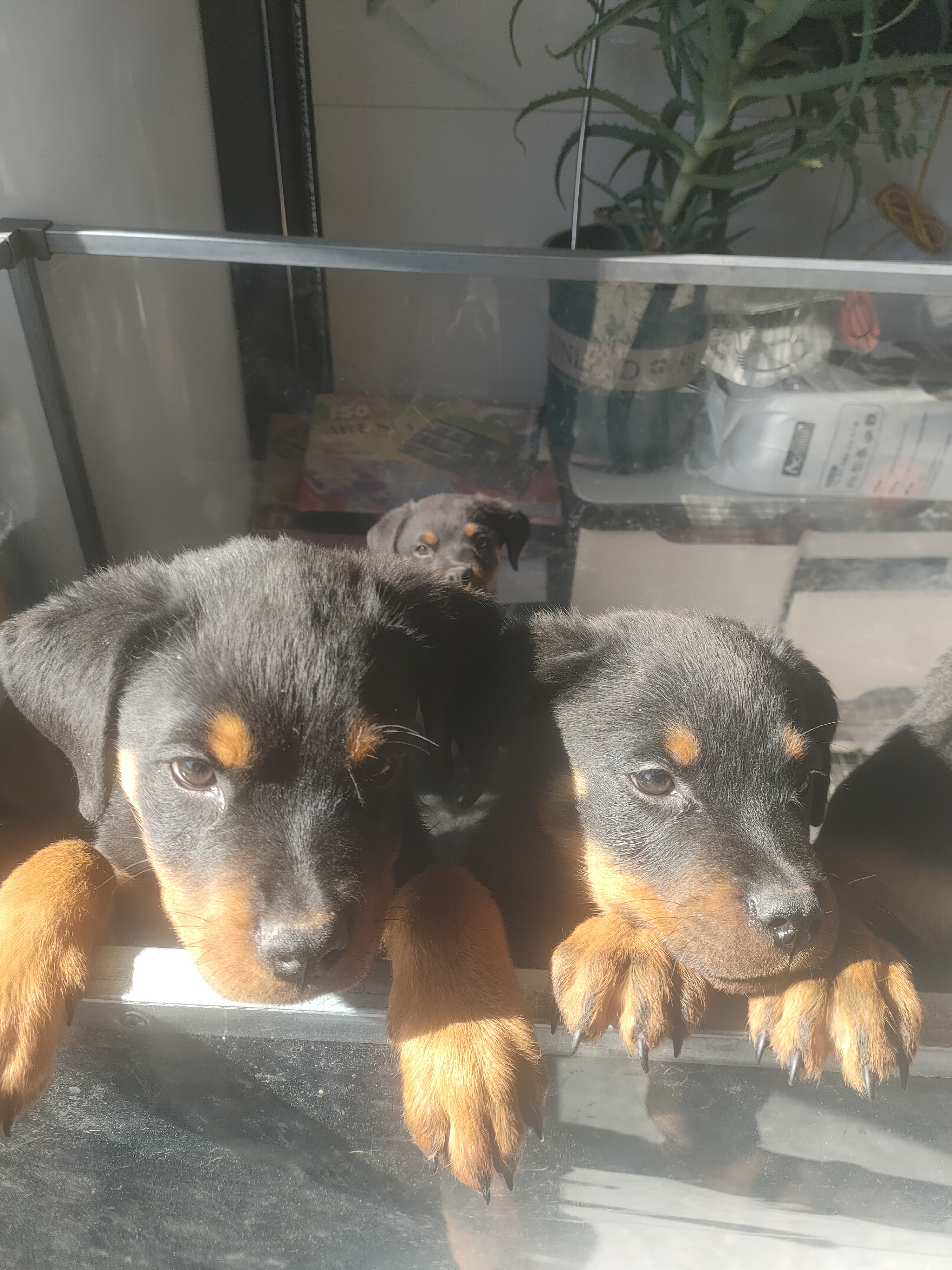 罗威纳幼犬！